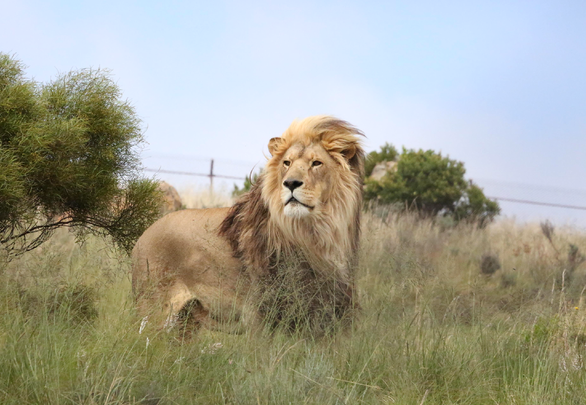 Лев 20 14. Lion topic. Animal Charity.