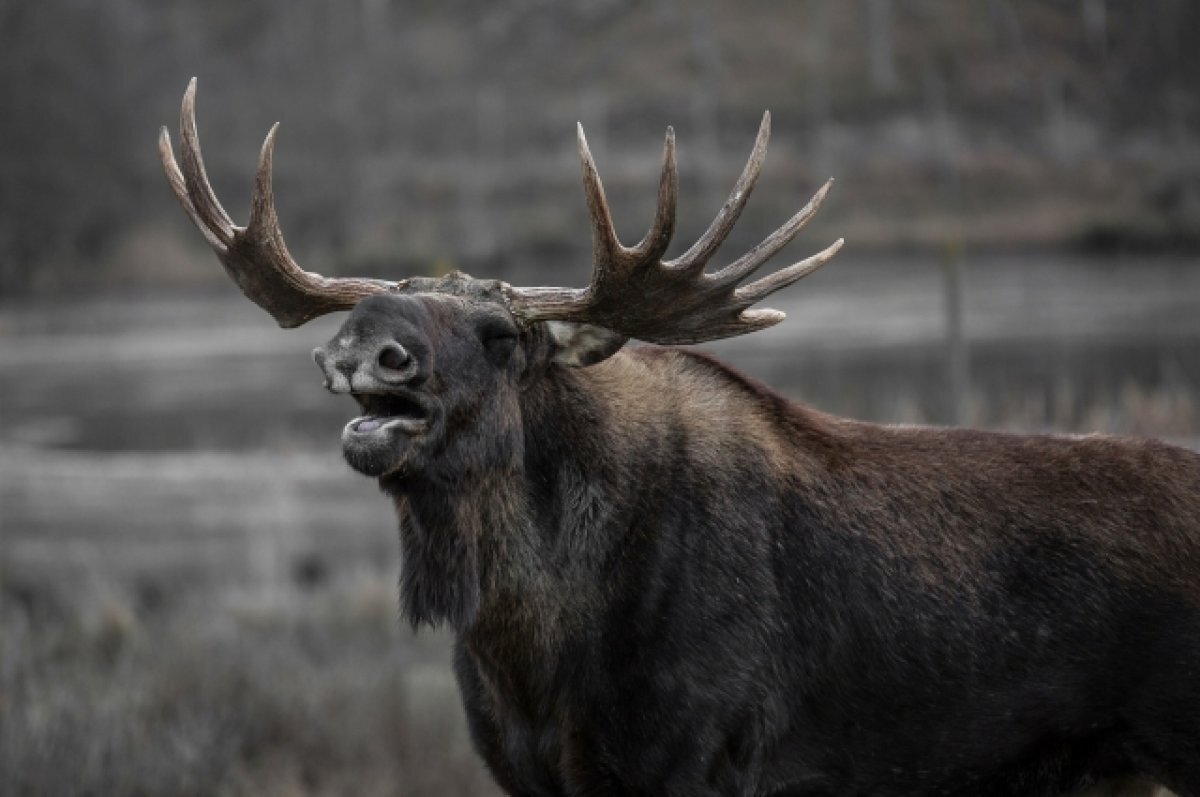    В Прикамье на видео сняли лося, бегущего по ледовой переправе