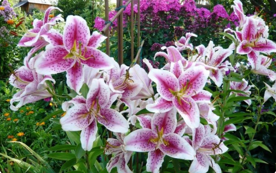 Старгейзер