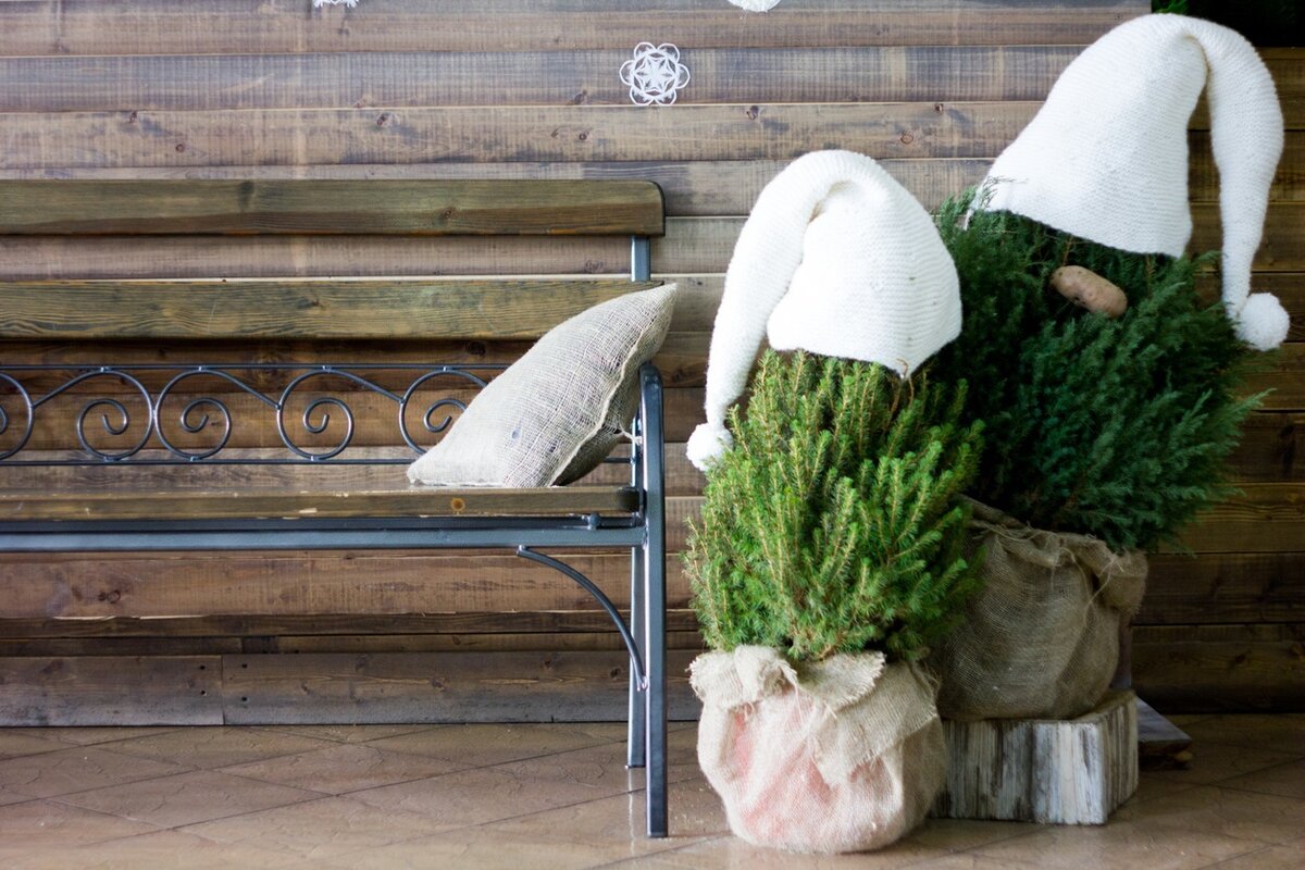    Как выбрать «елочку» в горшке?