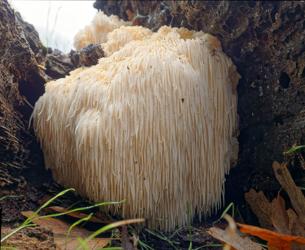 Lions mane mushroom. Ежевик (ежовик) гребенчатый. Ежовик гребенчатый (львиная грива). Ежовик гребенчатый Hericium Erinaceus. Lions Mane ежевик гребенчатый.