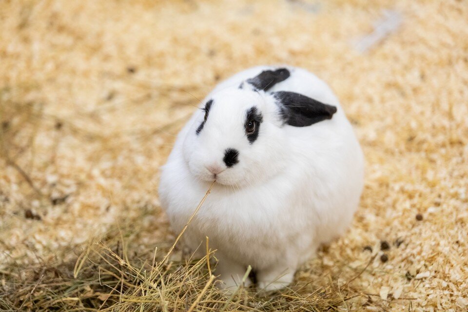     Подумайте сто раз, прежде чем покупать кролика домой или в подарок. Мария ЛЕНЦ