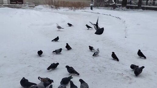 Видео + Ужасы нашего городка