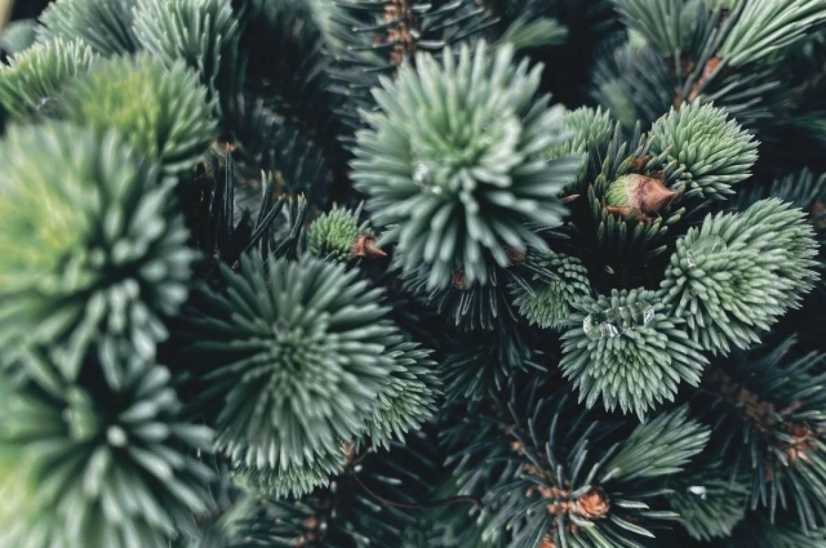    Перед праздниками свердловчане срубили в лесничествах 14 тысяч елок