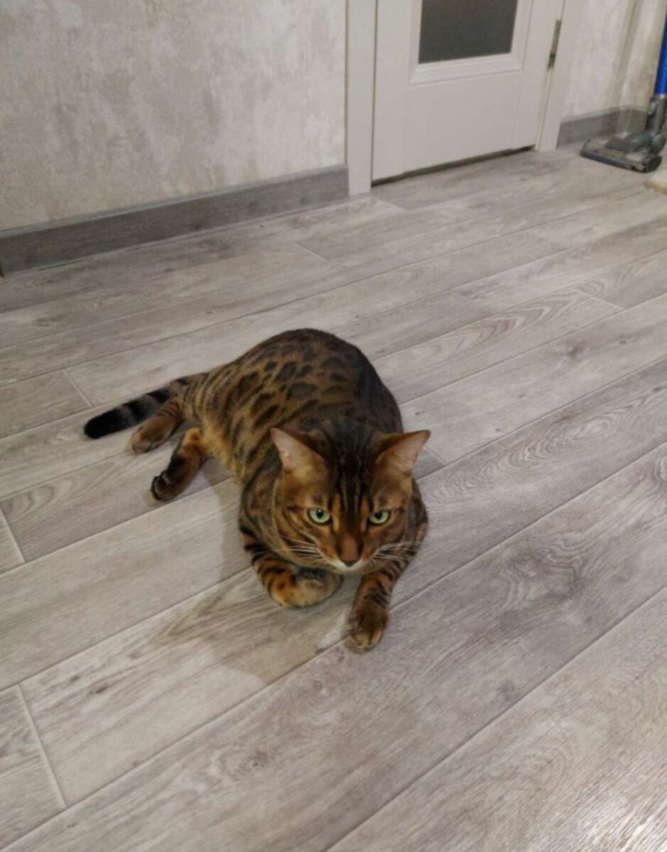 Арчибальд, он же Арчи)