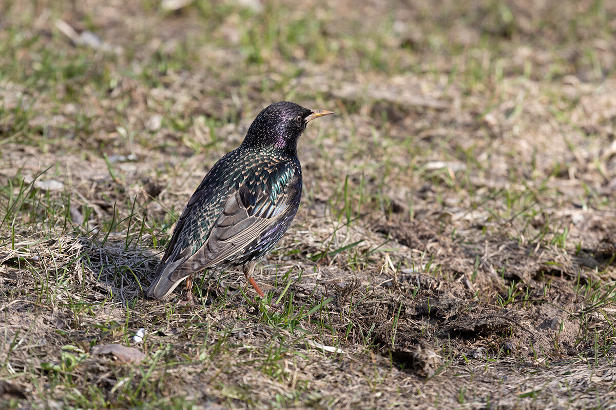 Обыкновенный скворец (Sturnus vulgaris). Птицы Сибири.