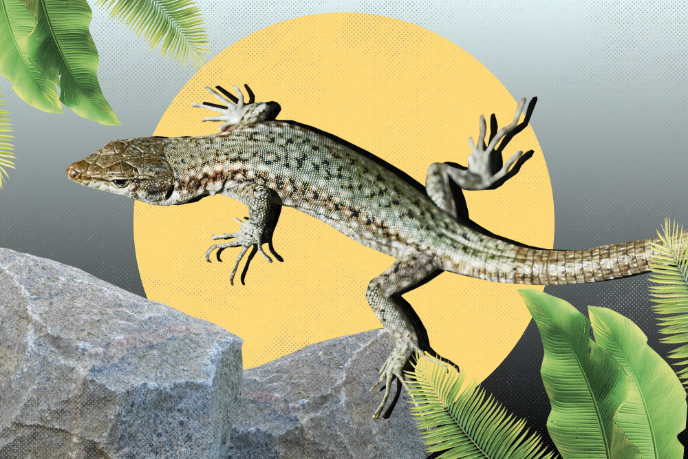     Фото: ФГБУ Сочинский национальный парк