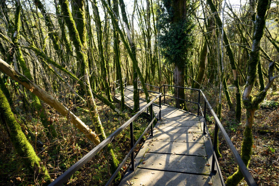 Говорят, сейчас с вредителем удалось справиться и роща ожила, надеюсь, в следующем сезоне получится посетить этот объект.