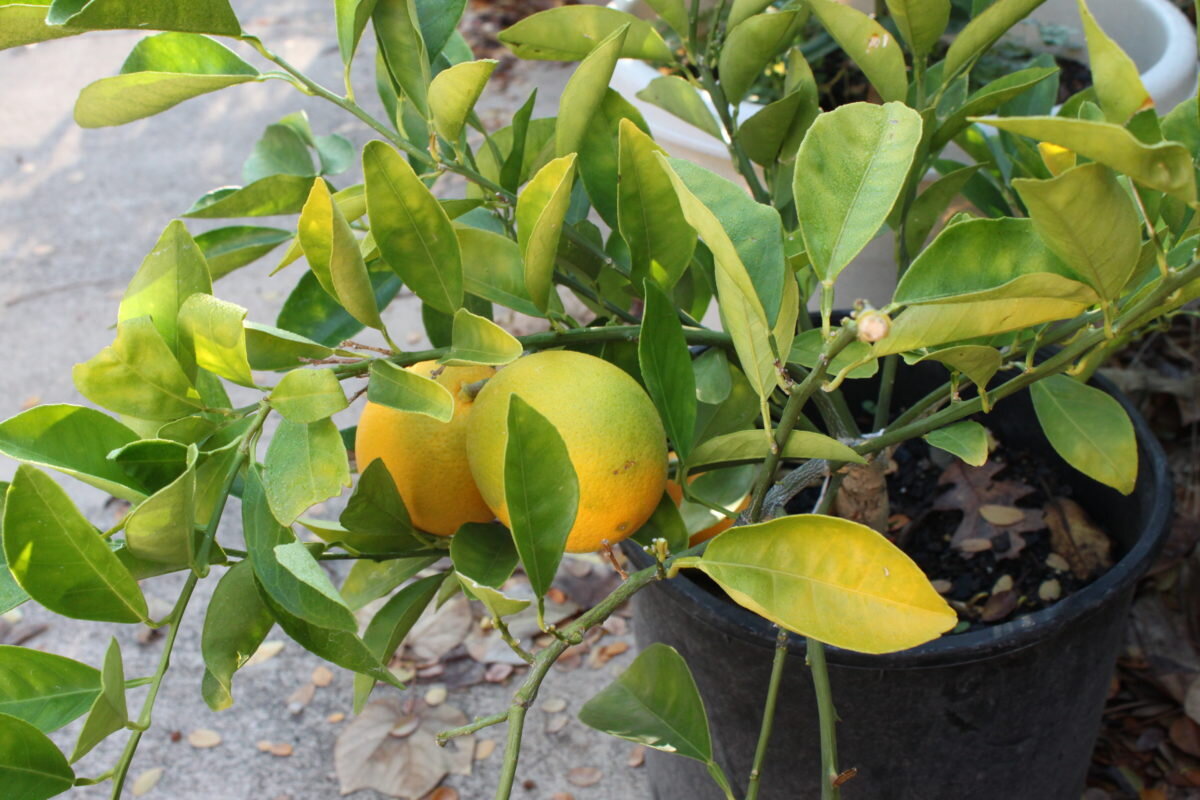 Что делать листьями мандарина