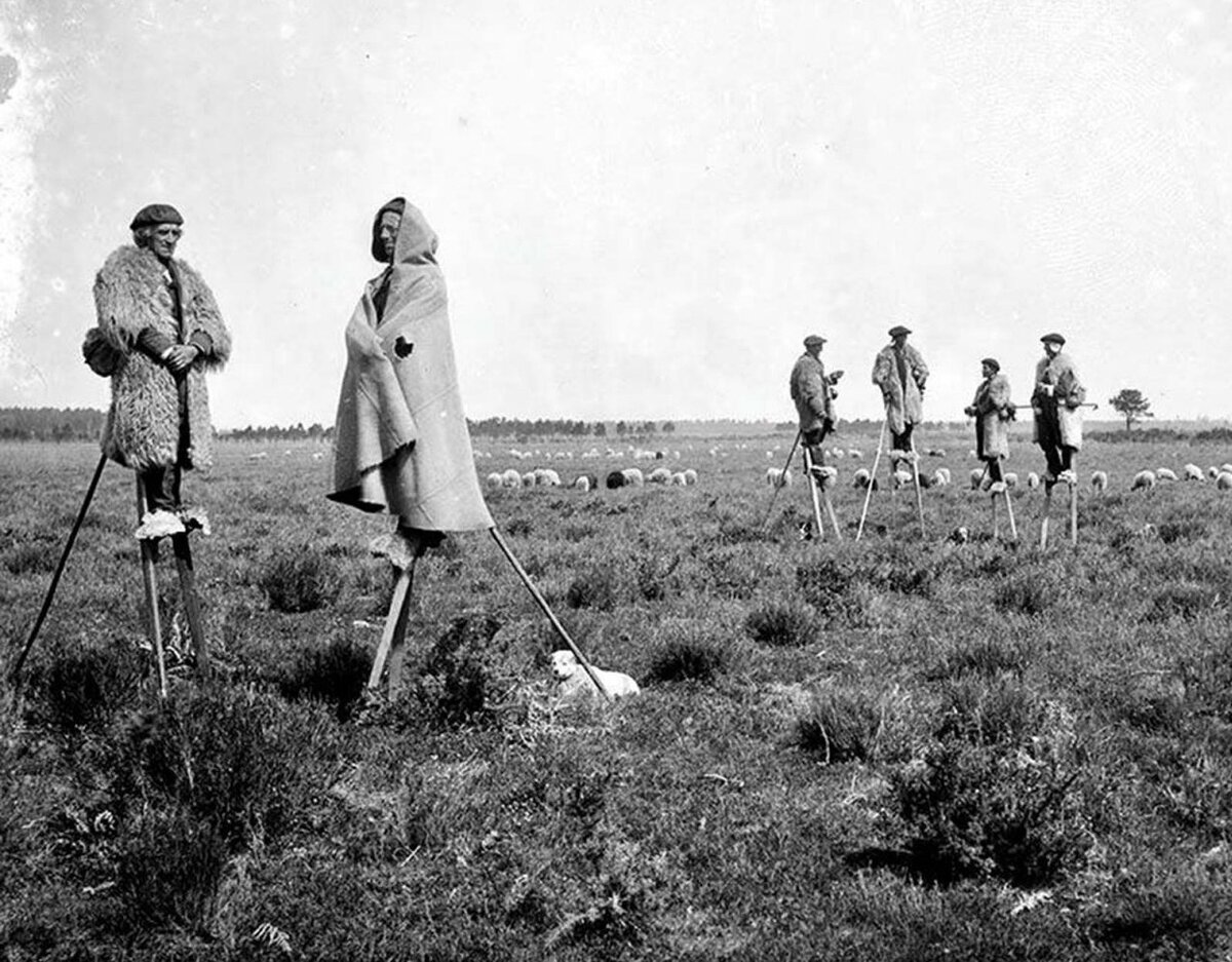 Ланды — регион в юго-​восточной Франции. Сейчас здесь леса и равнины — следствия мелиорации и высадки лесов, но несколько сотен лет назад Ланды были болотистой местностью, с непригодным для возделывания земли ландшафтом. Сельскохозяйственные культуры здесь особо не выращивали, а вот скотоводство процветало.
Передвижение по этому региону на конец 18-го — начало 19-го века тоже было отдельной песней, дорог практически не было, а по болотам ни пройти, ни проехать. Местные пастухи для работы на топких пастбищах придумали интересный выход — ходули. Полутораметровые деревянные ноги, по-​местному «tchangues», привязывались к ногам и дополнялись длинным посохом, позволявшим удерживать равновесие и расслабленно стоять, не переступая с ноги на ногу. На такой «треноге» пастух отлично видел стадо и окрестности, и не вяз в трясинах.
Жители Ланд с малого учились ходьбе на ходулях, и могли, не напрягаясь, бегать, прыгать и даже наклоняться, чтобы сорвать цветы. Когда императрица Жозефина, жена Наполеона Бонапарта, посещала Ланды в 1808 году, её повозку сопровождал эскорт на ходулях. Их ходули позволяли им двигаться со скоростью конной повозки, идущей рысью!
К 19-му веку болота Ланд подсохли, и нужда пастухов в ходулях стала сходить на нет. К нашему времени остались только традиционные фестивали и состязания, посвященные истории французского сельского хозяйства.
