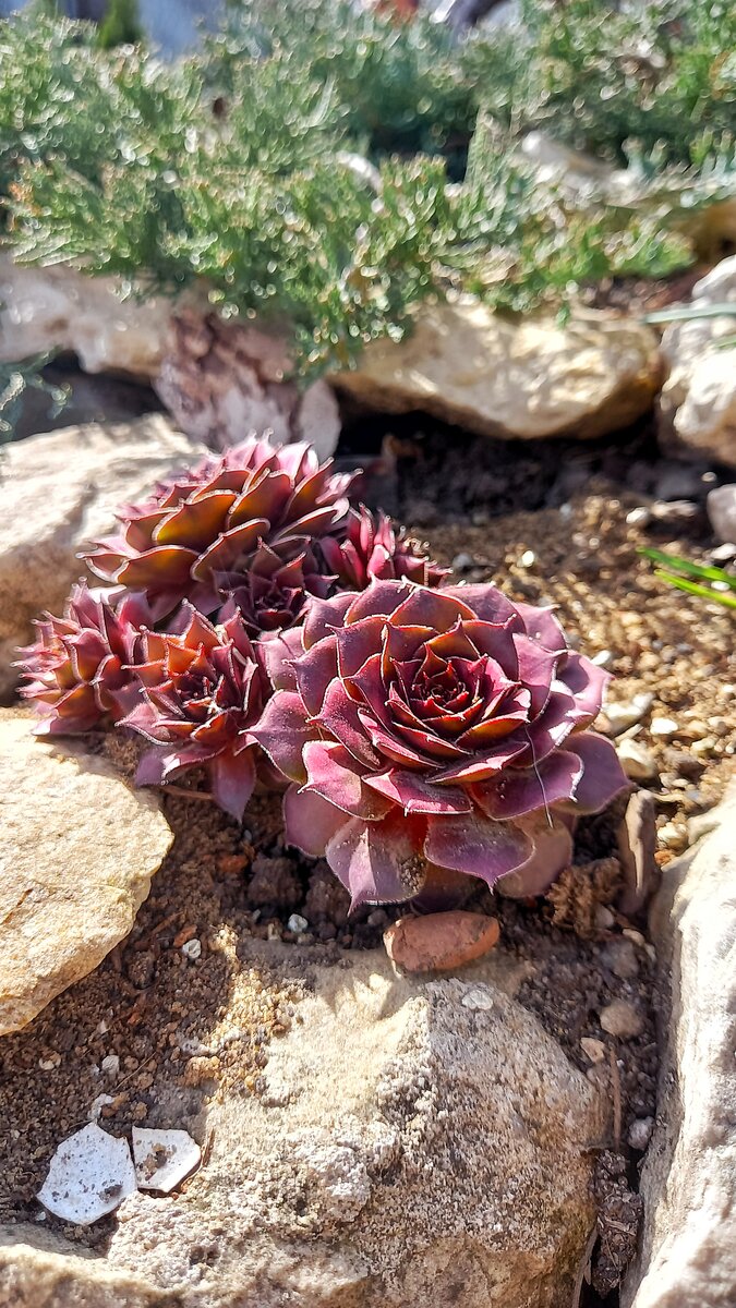 Молодило  среди камней