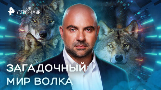 Волчьи миры слушать. Волчьи миры слушать