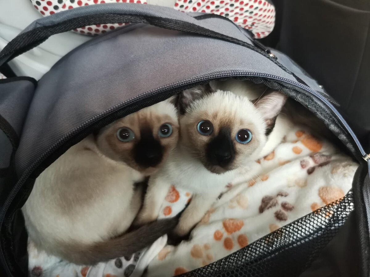 Едут в машине домой, девочкам 3 месяца