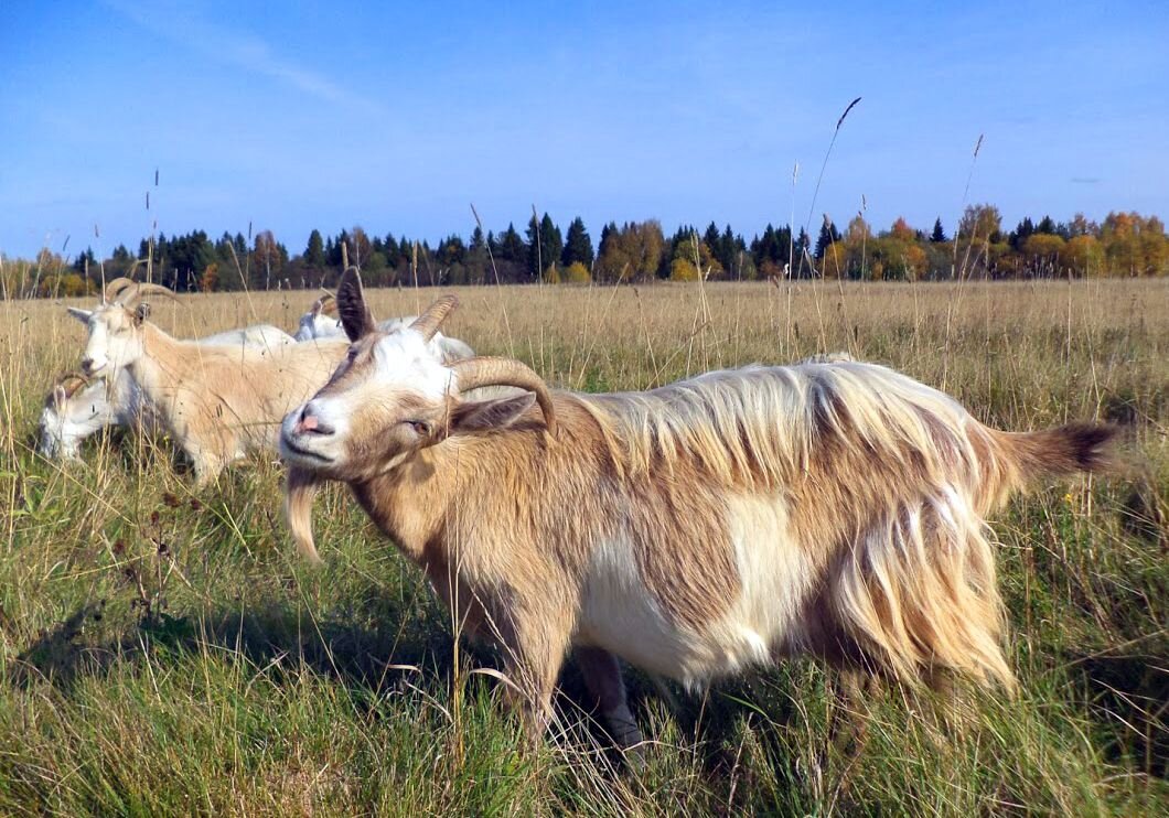 Беременна коза или нет: топ способов народной диагностики