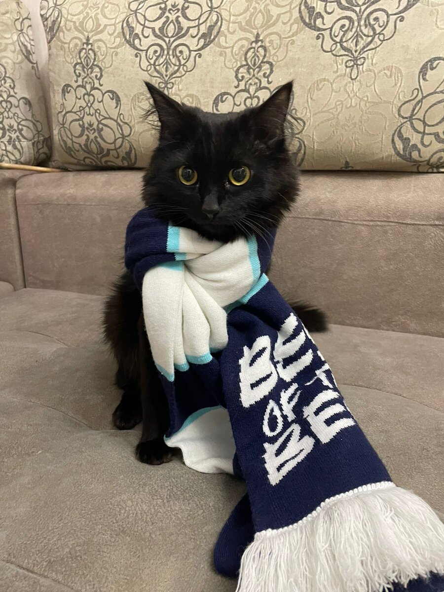 Что вас согреет кроме кота и шарфа?😍