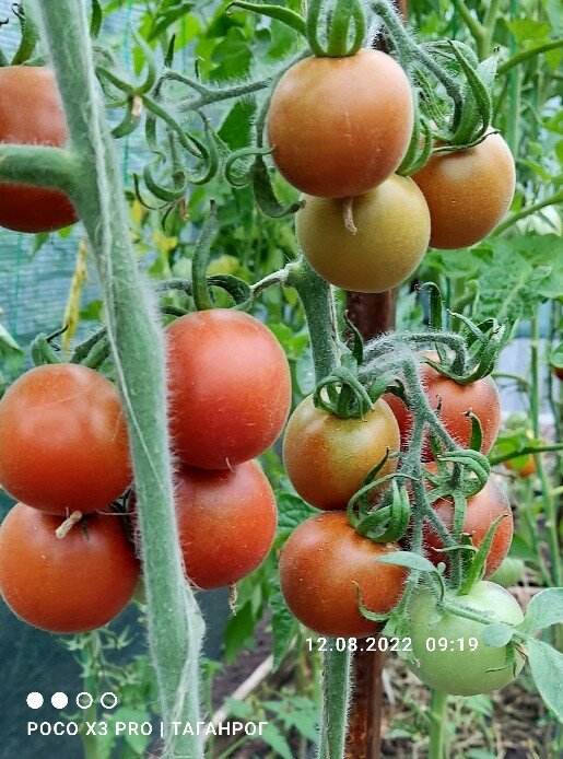 Листья с голубоватым отливом
