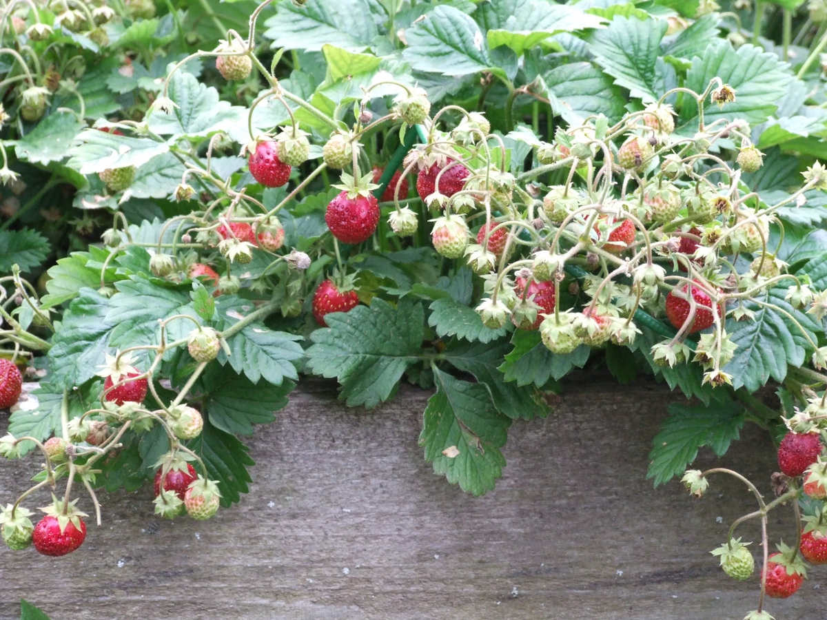 Существует ли земклуника. Почему разочаровывает и про хитрых или глупых ...