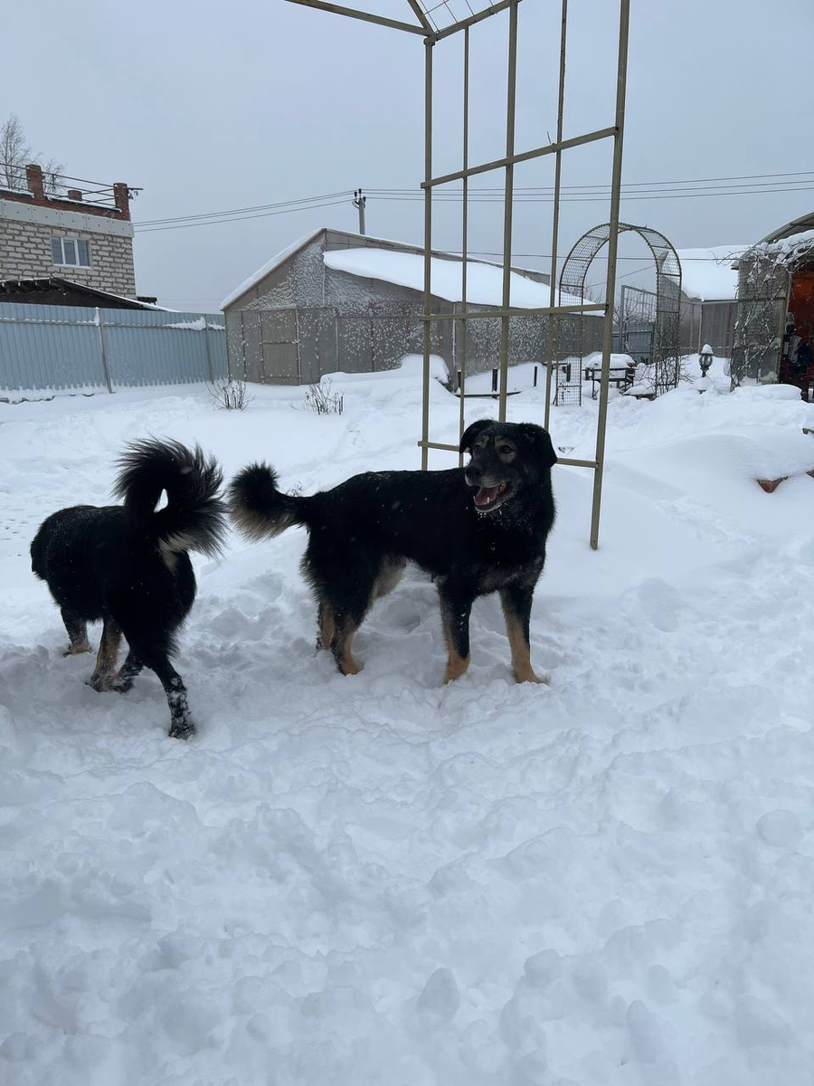Арчуня и Масюня в кадре: первый лицом, вторая - попой:)