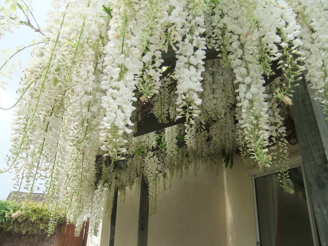 Вистерия китайская Глициния. Wisteria sinensis Глициния китайская.