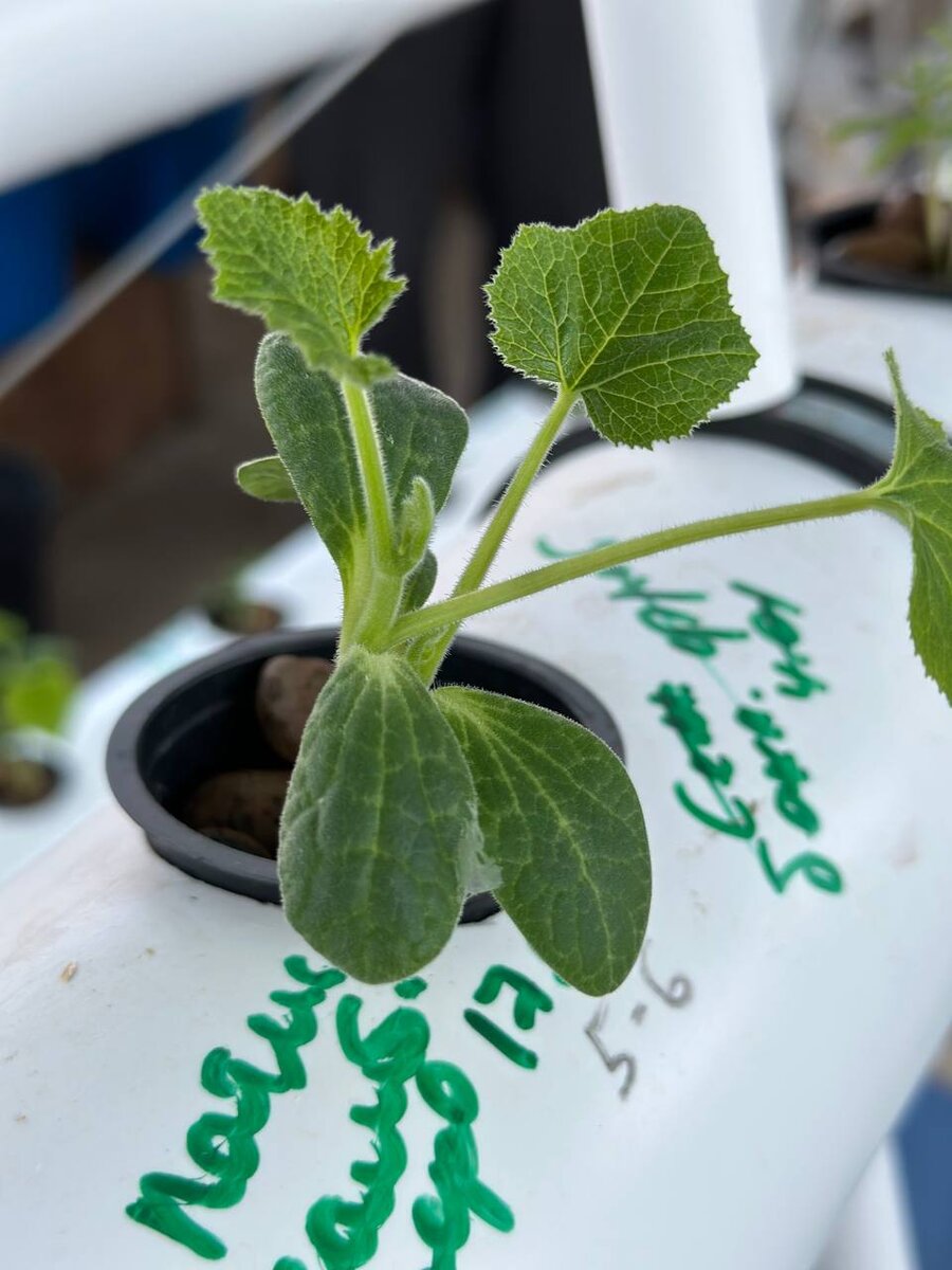 ИНК совершенствует технологию выращивания овощей в воде