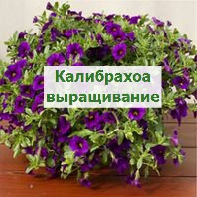 Цветок Калибрахоа ампельная: выращивание и уход