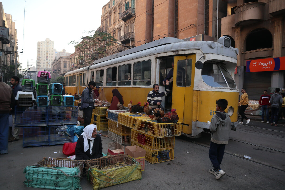 Звери и трамваи! Потрясающий птичий рынок на улицах Александрии
