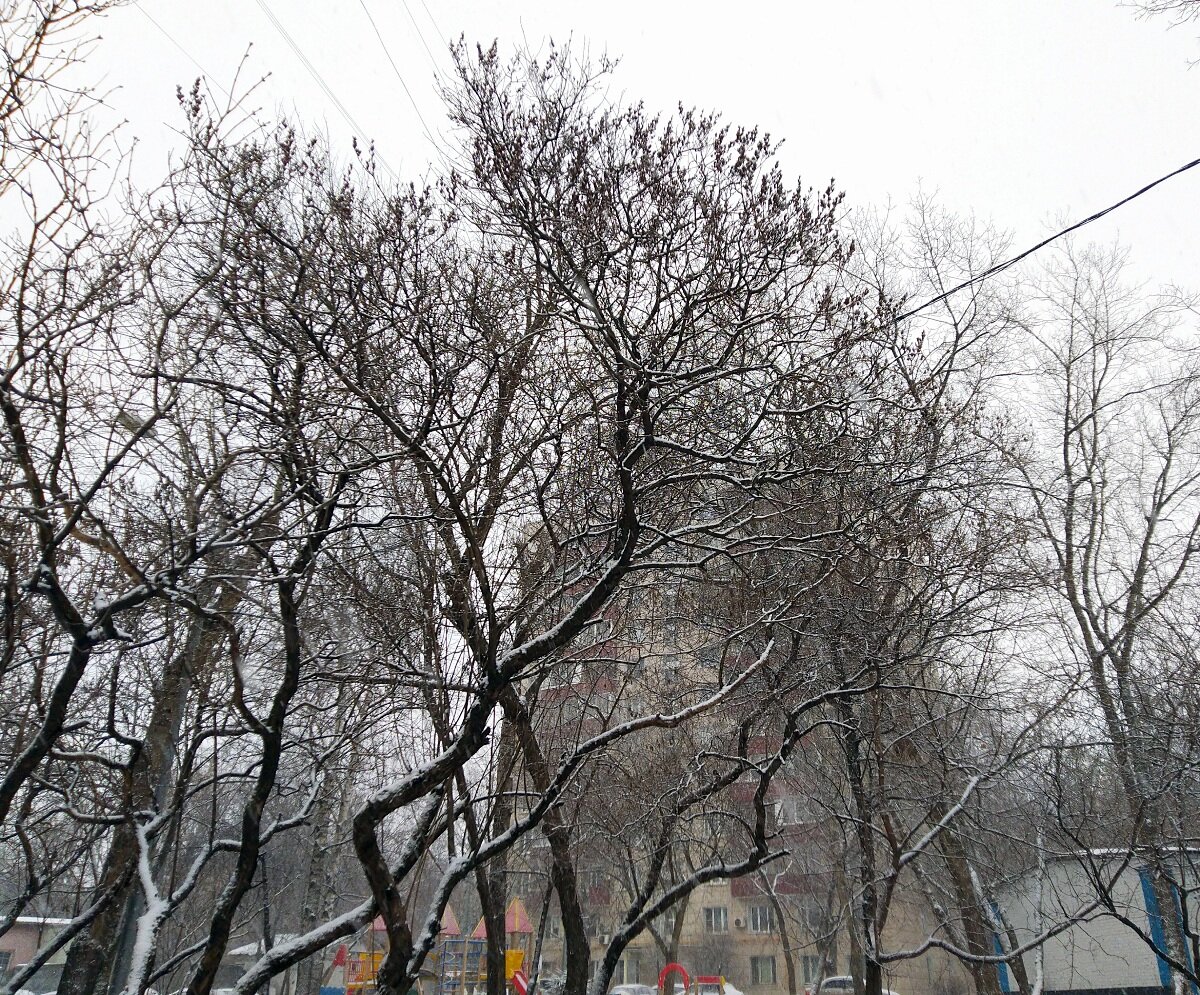 Черно-белая зима