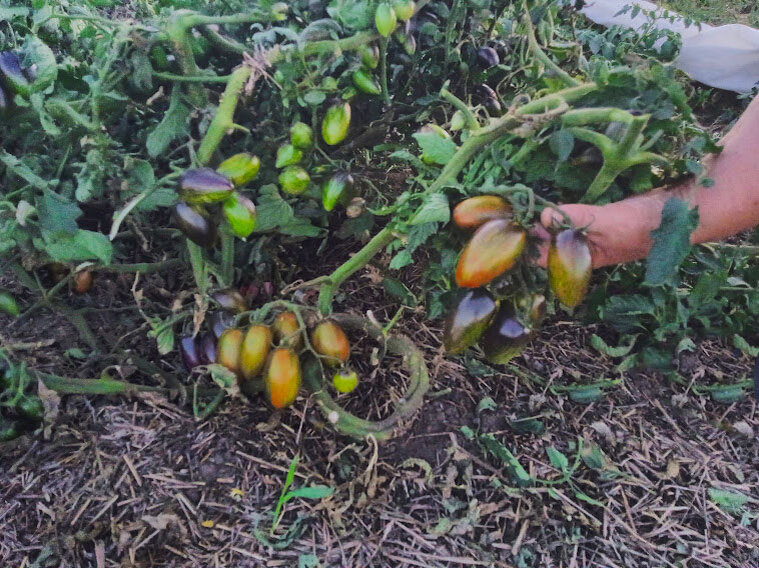 Сорт Атомный виноград Бреда