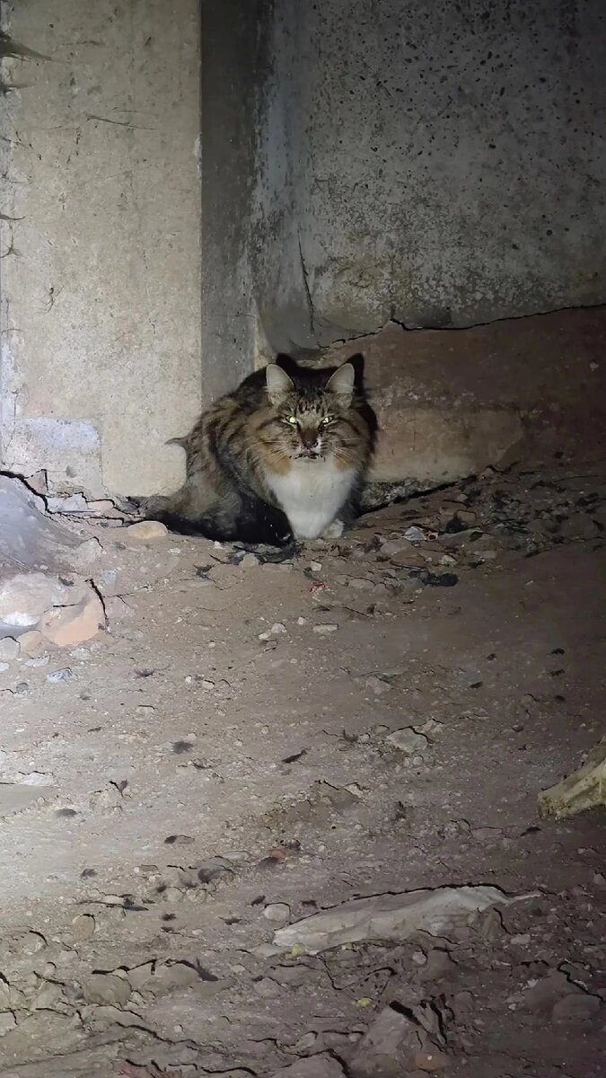 Фото девушки Елены,нашедшей кота
