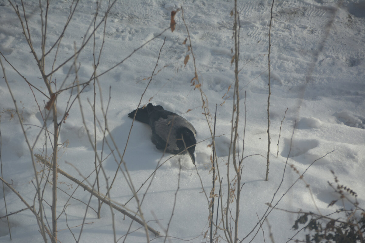 Ворона-закладчица