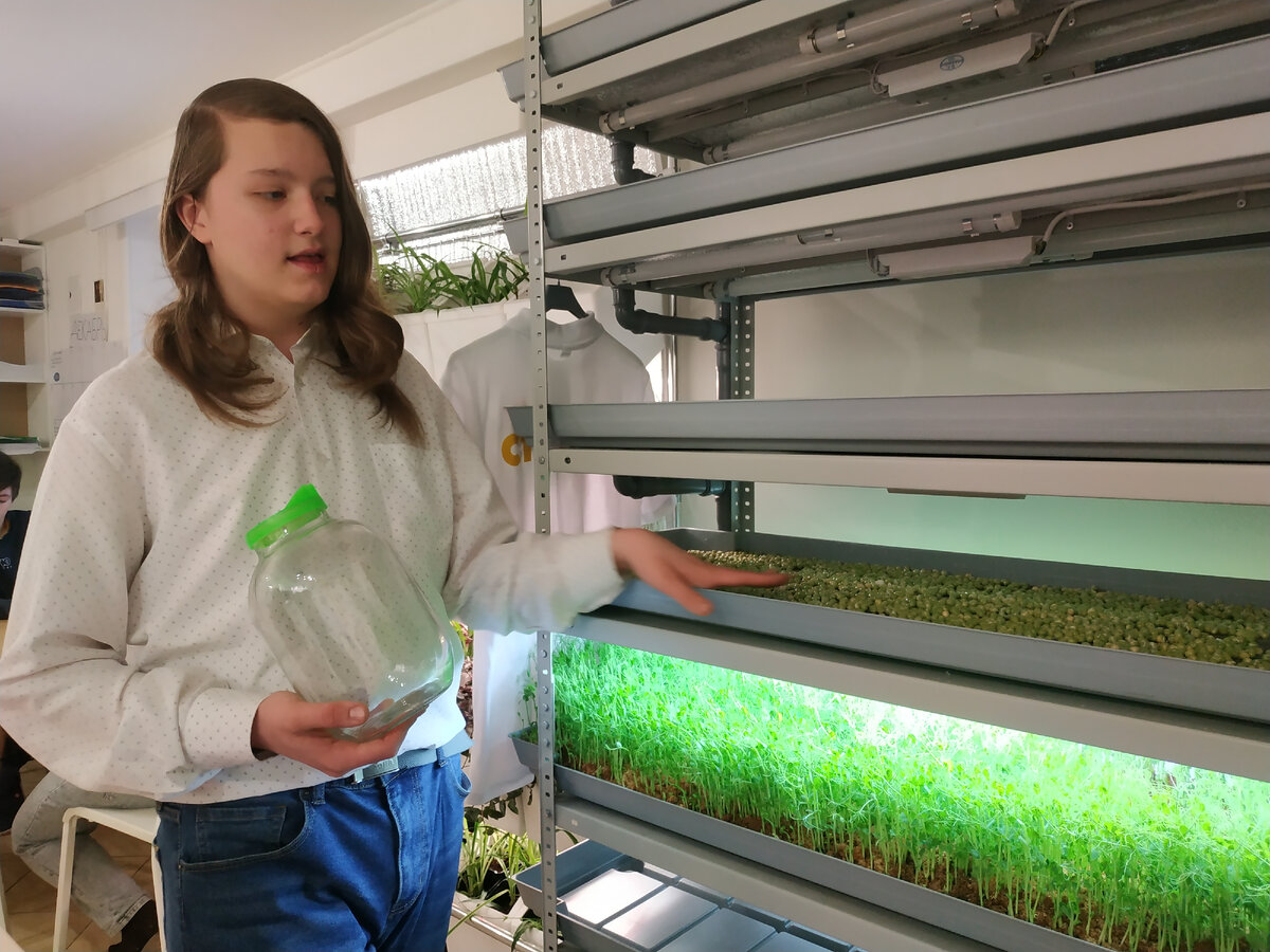 Недельные проростки, и свежая закладка семян гороха.