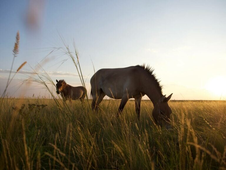    Самая романтичная пара Оренбуржья живет в степи Марина Шарт