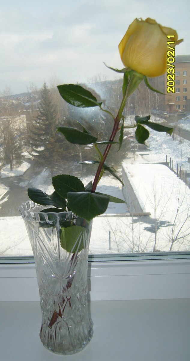 Желтая роза в вазе