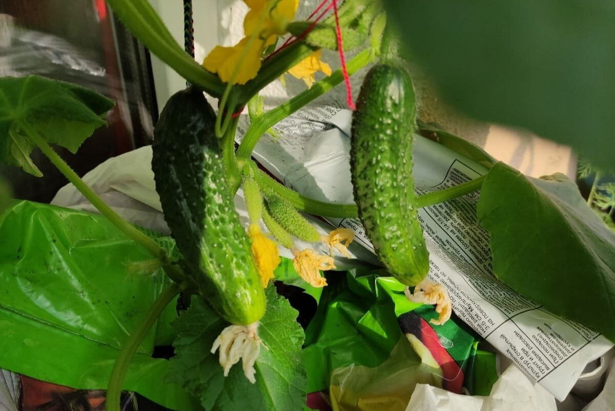    Сорт огурцов попался хороший: кусты обильно плодоносили. Фото: автора