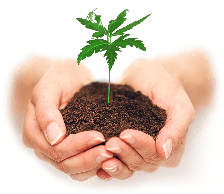 Домашняя рассада