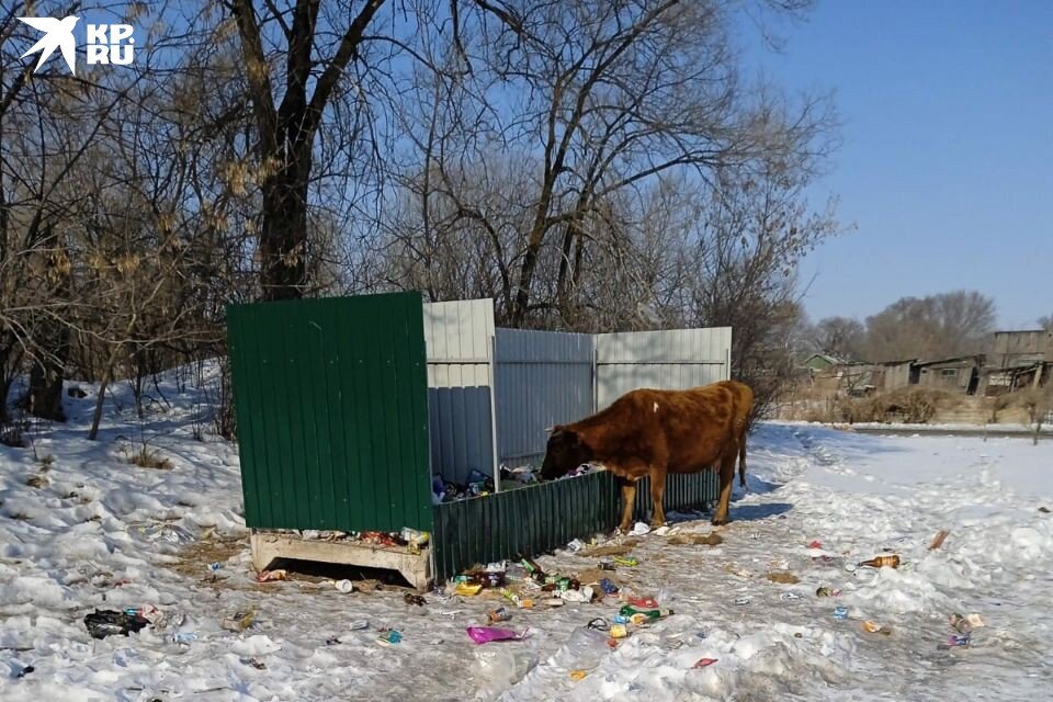     Одна из коров, которая засоряет дороги.  Предоставлено «КП – Владивосток»