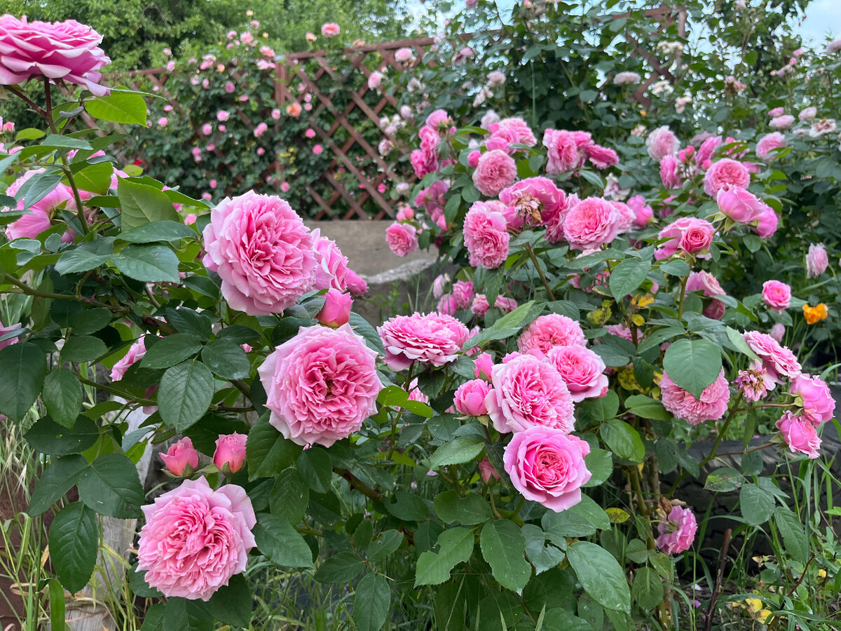 Чтобы розы обильно цвели - их необходимо достаточно и своевременно кормить.