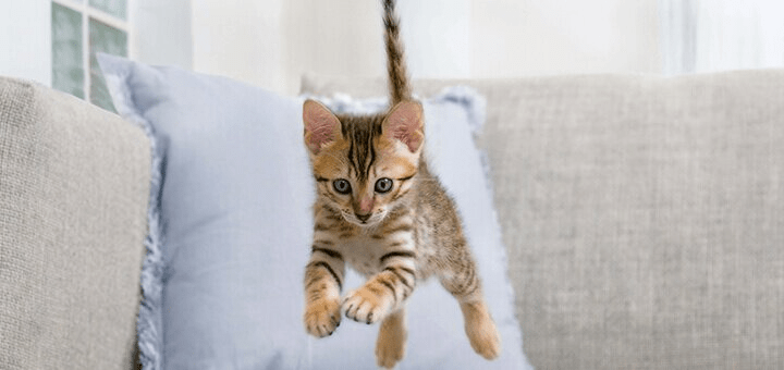 ПЕРВАЯ ПОМОЩЬ КОТЕНКУ 
Котенок только-только начинает жить и активно проявляет свое знаменитое кошачье любопытство по отношению ко всему, что его окружает. Каждый новый день для вашего пушистого любимца состоит из увлекательных приключений и открытий. Но, к сожалению, даже в ограниченном пространстве дома или квартиры его могут подстерегать опасности. Как помочь котенку в экстренной ситуации, вы узнаете из нашей статьи.