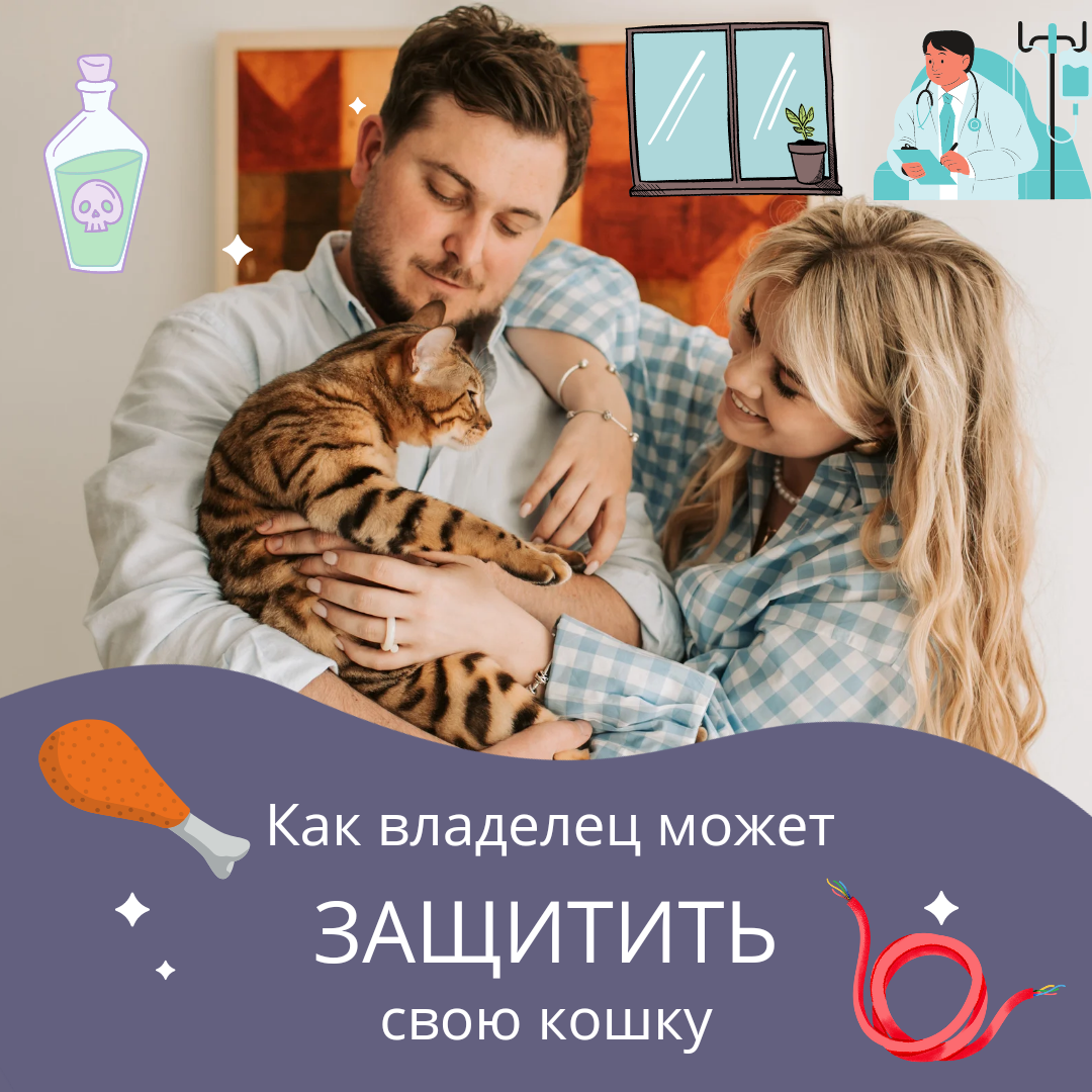 Как владелец может защитить свою кошку?