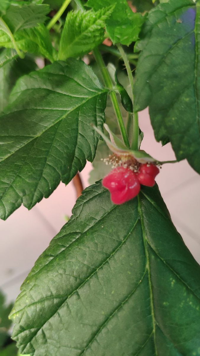 У нас тут малина цветёт в феврале😉 Еще осенью 2022 года мы купили саженцы малины и смородины.-15