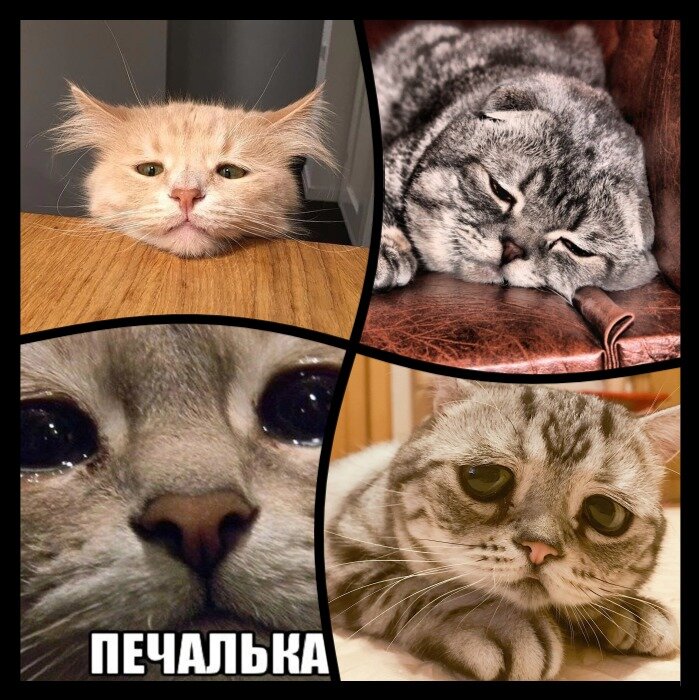 Грустим как котики
