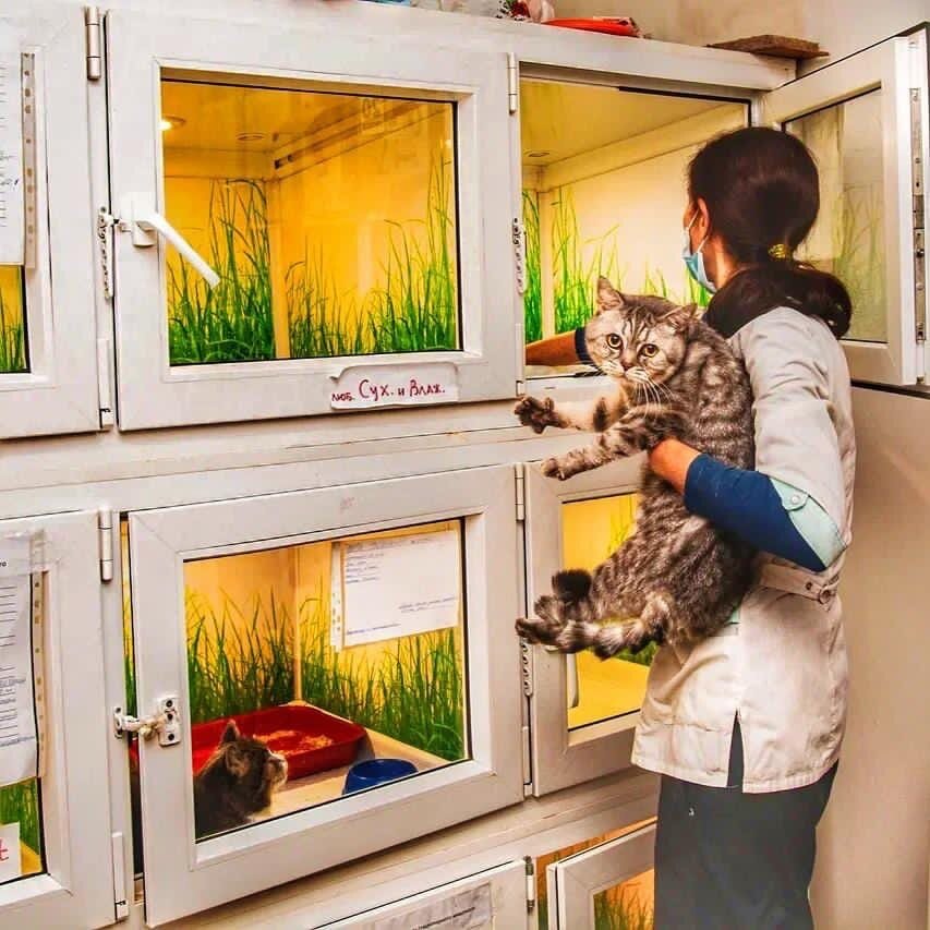 Приют для кошек. Множество кошек в квартире. Квартиры с животными омск. Кошка в квартире. Приют хвостики шуя.