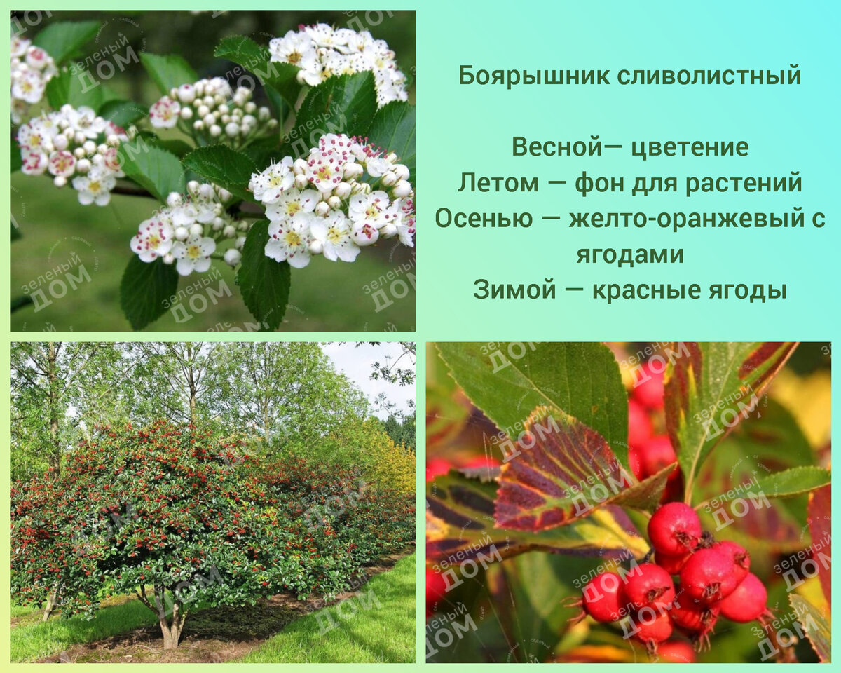 Боярышник сливолистный - мой любимчик! 