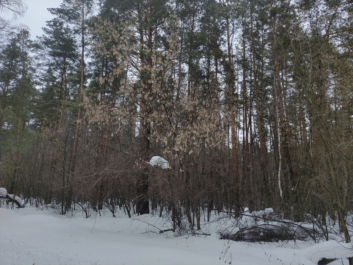 И клёны в подлеске. Их-то фламмулинка и кушает