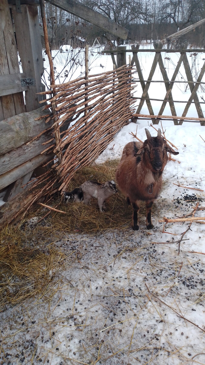 Халва с козочками