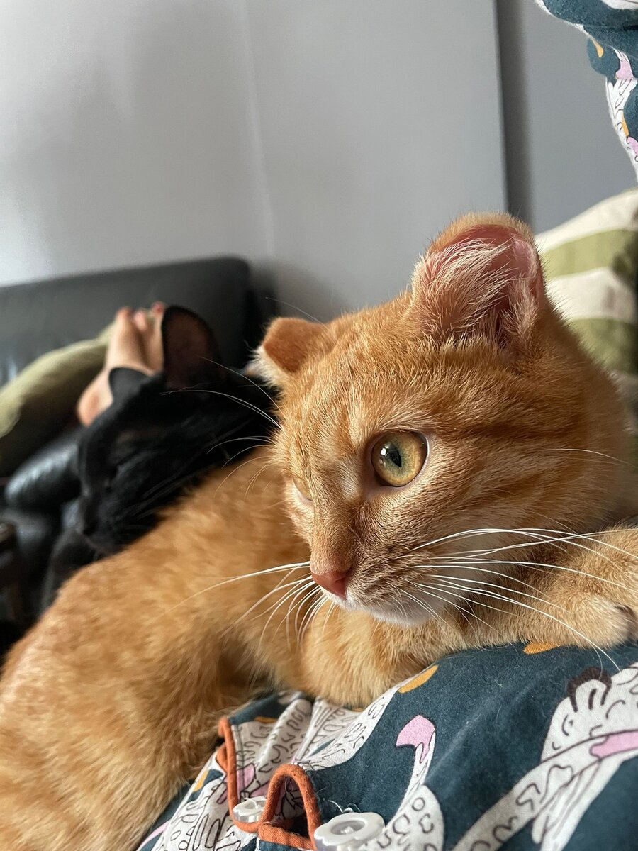 Профиль чёрный, профиль рыжий