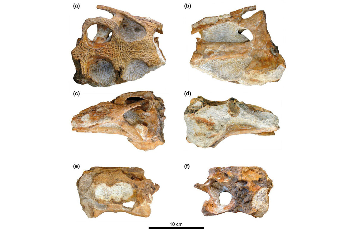     Изображение костей черепа Portugalosuchus / Journal of Anatomy