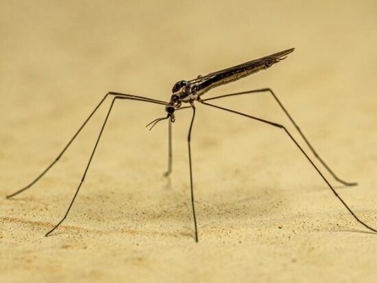     ФОТО: RU.FREEPIK.COM