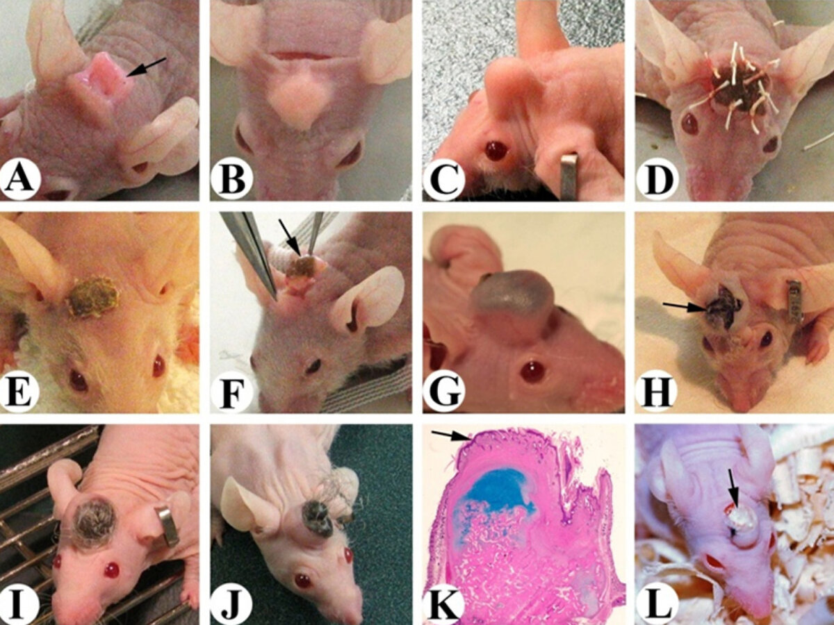    Li, Journal of Regenerative Biology and Medicine (2020)
