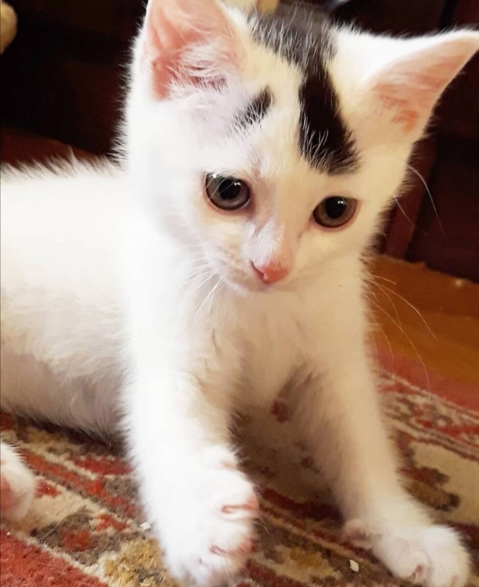 Куцый котенок царапался и шипел на прохожих, никого к себе не подпуская ...